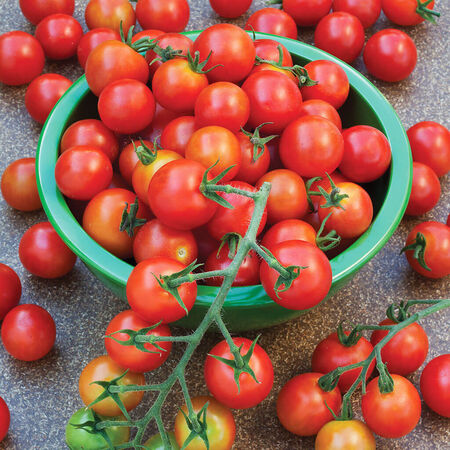 Supersweet 100, Tomato Seeds - Packet image number null